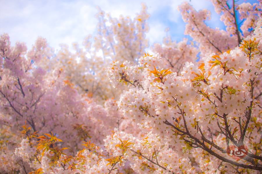 桜