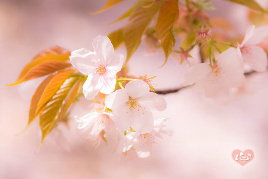 桜