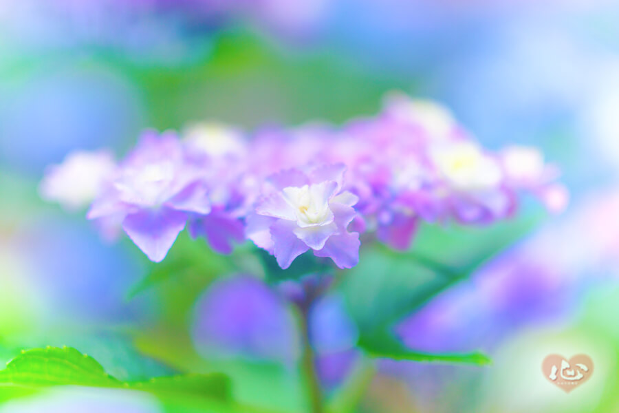 紫陽花１