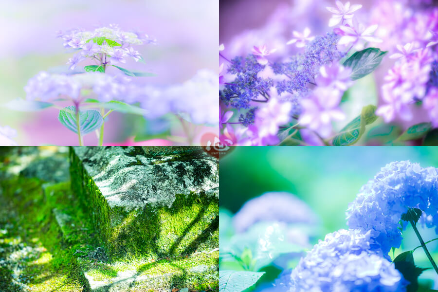 紫陽花１０
