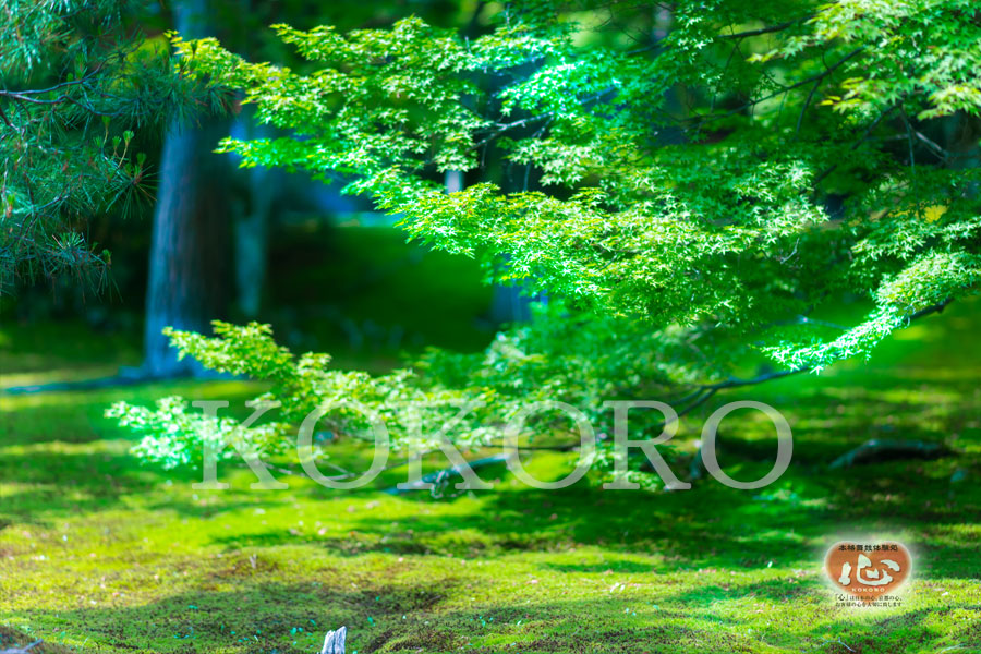 嵐山のｵｽｽﾒ観光ｽﾎﾟｯﾄ