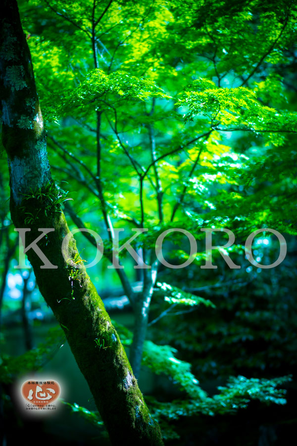 嵐山のｵｽｽﾒ観光ｽﾎﾟｯﾄ