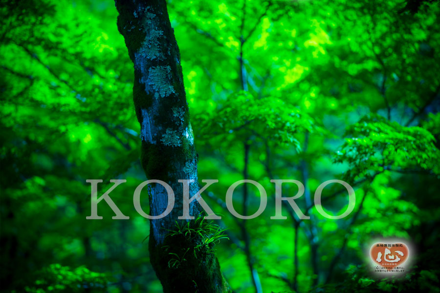 嵐山のｵｽｽﾒ観光ｽﾎﾟｯﾄ