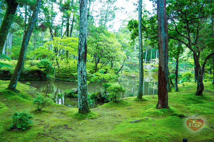 苔寺４-min