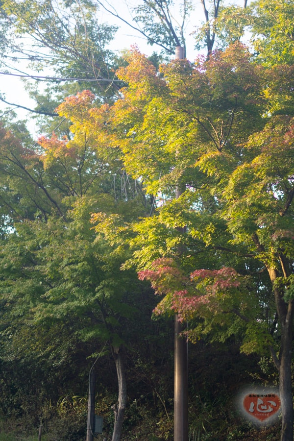 %e3%82%b3%e3%82%b9%e3%83%a2%e3%82%b9%ef%bc%97-min