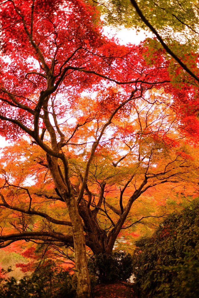 %e5%96%84%e5%b3%b0%e7%b8%a6%ef%bc%92