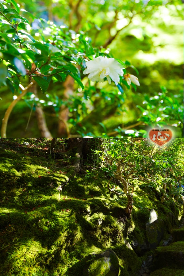 %e6%af%94%e5%8f%a1%e5%b1%b1%ef%bc%94-min