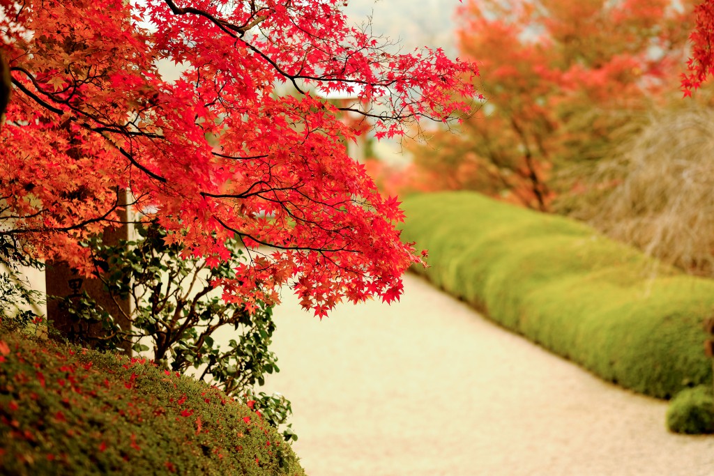 %e5%96%84%e5%b3%b0%e5%af%ba%ef%bc%97