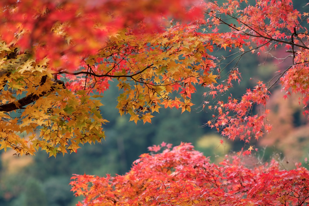 %e5%96%84%e5%b3%b0%e7%b8%a6%ef%bc%94