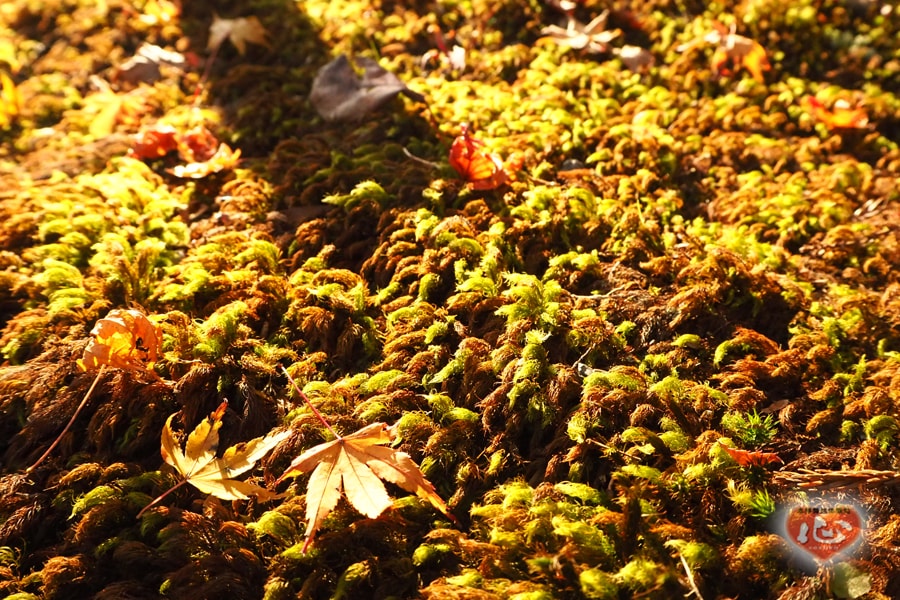 %e6%af%94%e5%8f%a1%e5%b1%b1%ef%bc%911-min