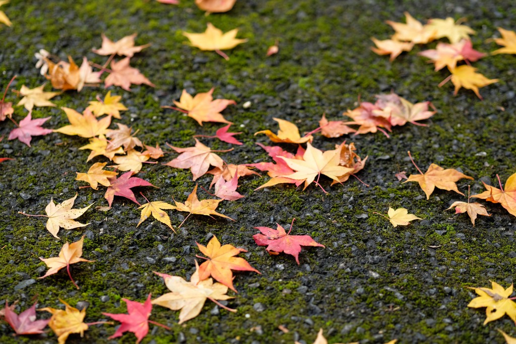 %e6%95%a3%e3%82%8a%e7%b4%85%e8%91%891