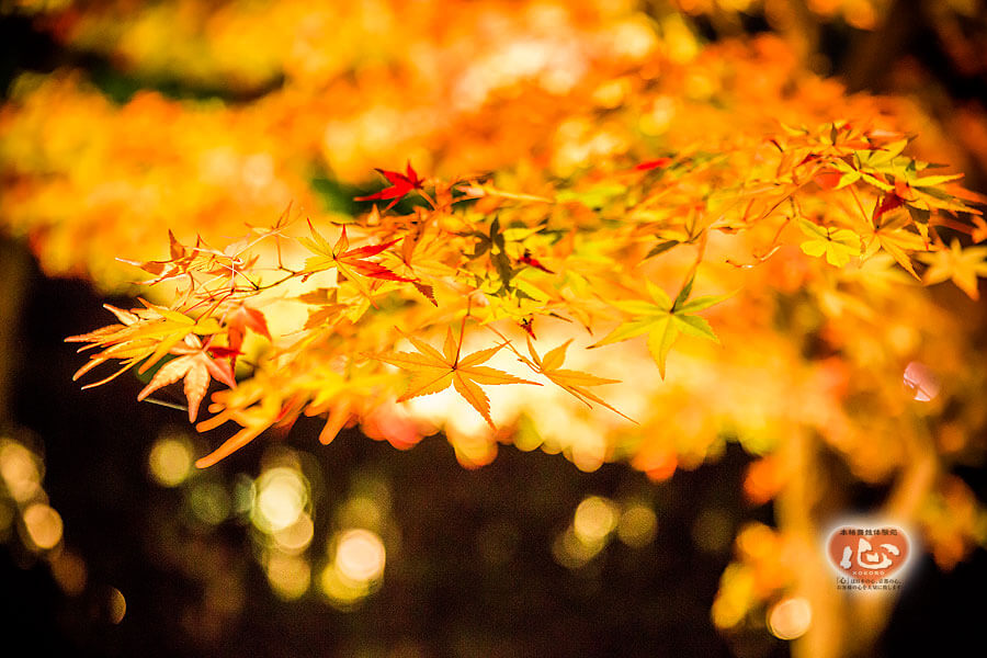 嵐山・宝厳院の紅葉写真「舞妓・花魁体験心」