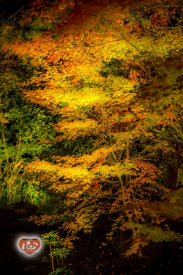 嵐山・宝厳院の紅葉写真「舞妓・花魁体験心」