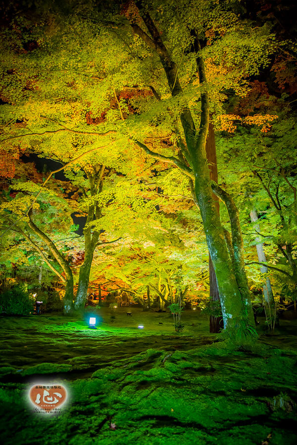 嵐山・宝厳院の紅葉写真「舞妓・花魁体験心」