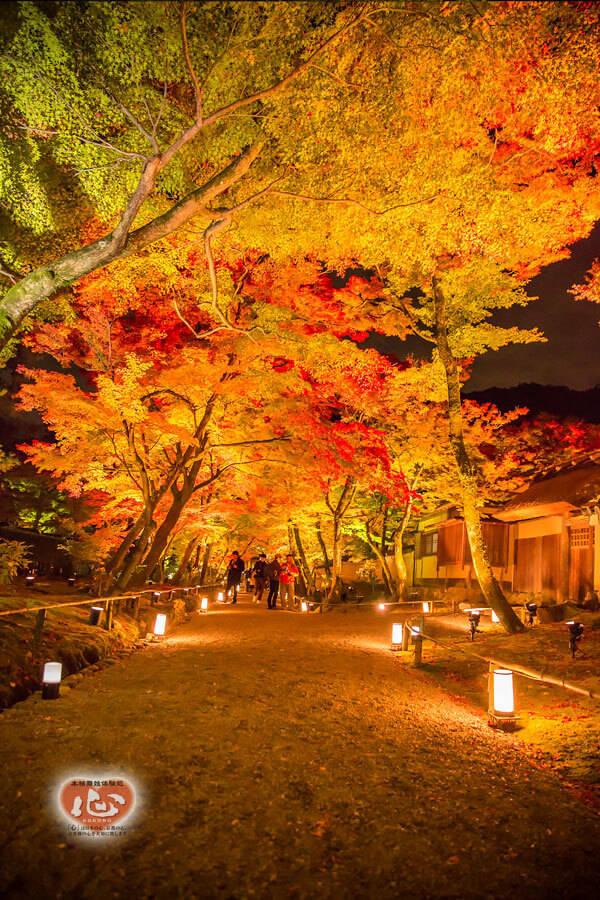 嵐山・宝厳院の紅葉写真「舞妓・花魁体験心」
