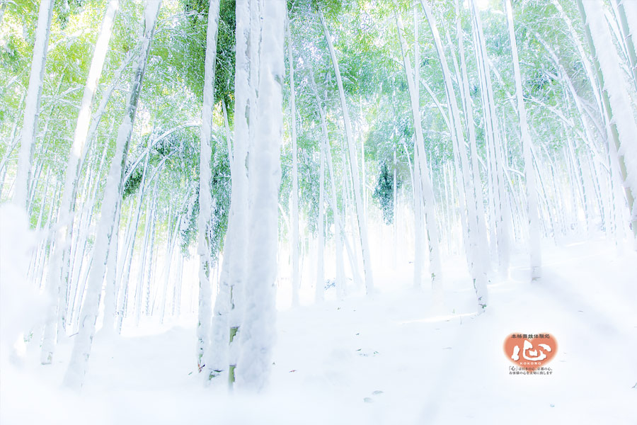 嵐山の雪景色・竹林