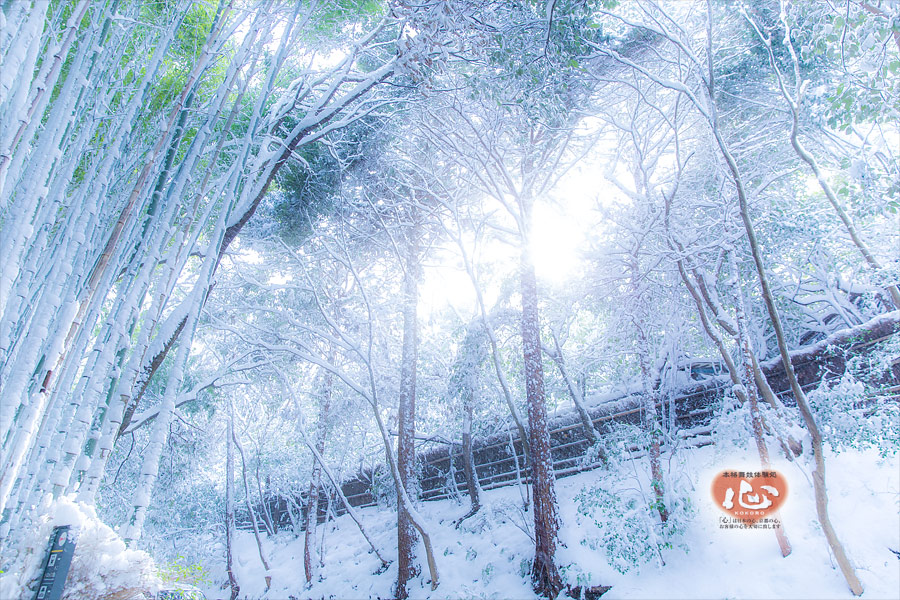 嵐山の雪景色・竹林