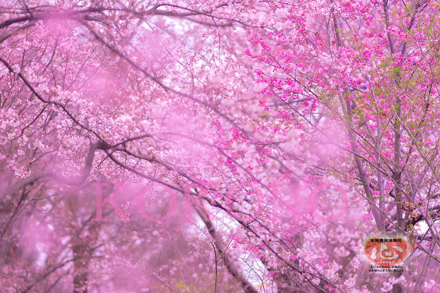 平野神社の桜