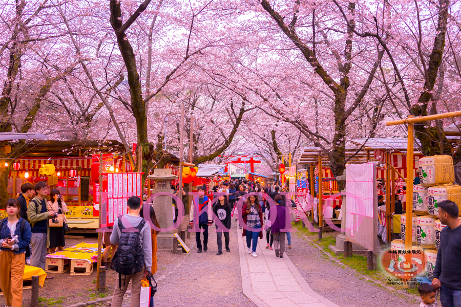 平野神社の桜