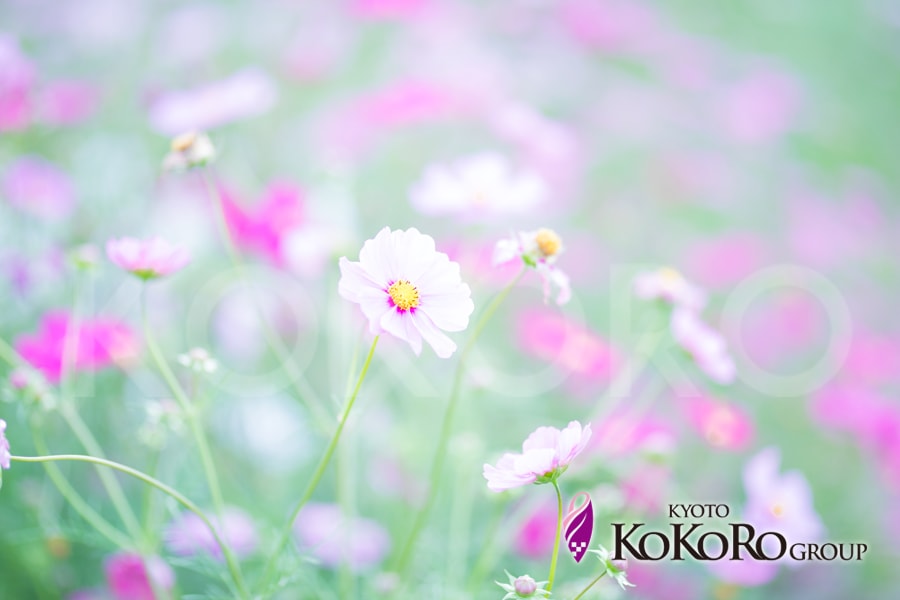 コスモス１０-min