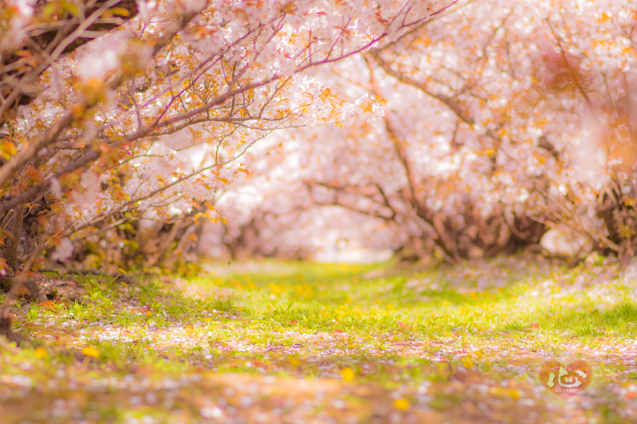 桜