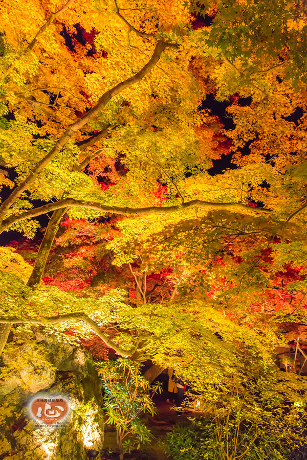 嵐山・宝厳院の紅葉写真「舞妓・花魁体験心」