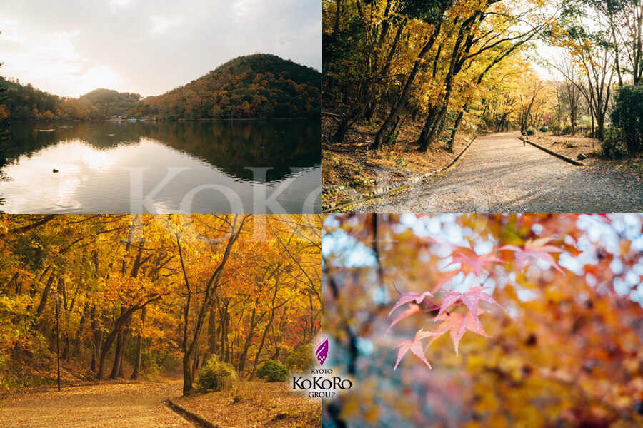 京都　紅葉