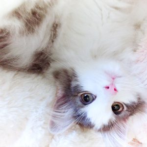 ノルウェージャンフォレストキャット