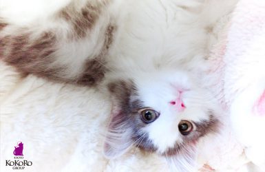 ノルウェージャンフォレストキャット