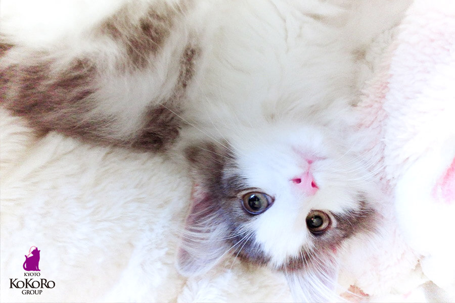 ノルウェージャンフォレストキャット