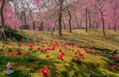 城南宮のしだれ梅
