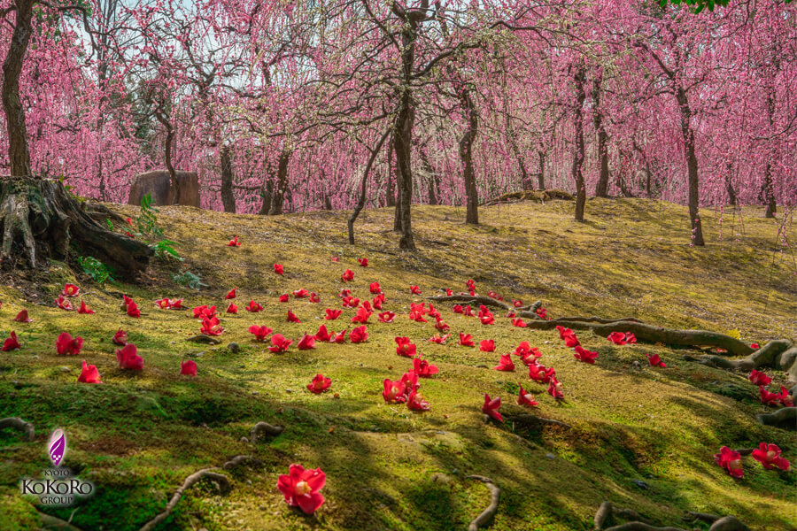 城南宮のしだれ梅