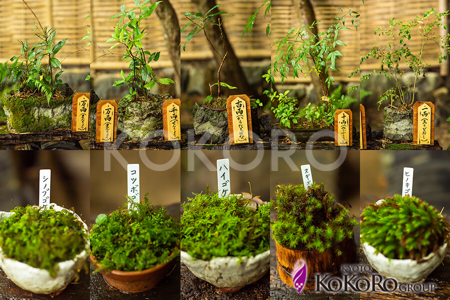 祇王寺　京都ココログループ