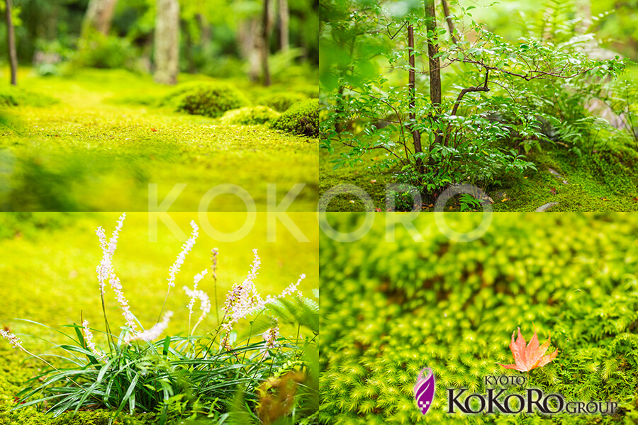 祇王寺　京都ココログループ