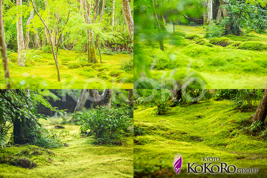祇王寺　京都ココログループ