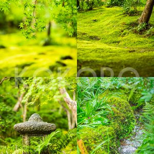 祇王寺　京都ココログループ