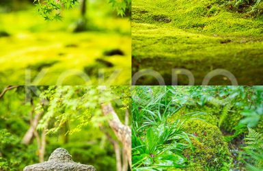 祇王寺　京都ココログループ