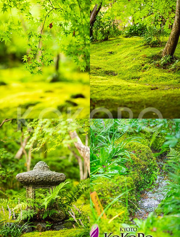 祇王寺　京都ココログループ