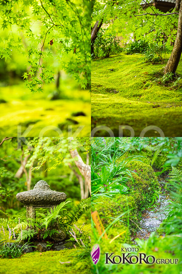 祇王寺　京都ココログループ
