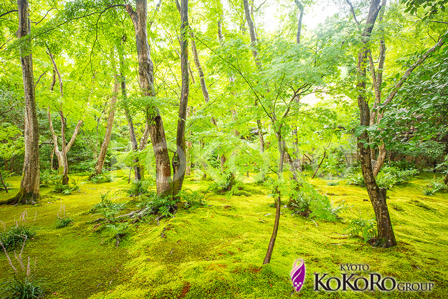 祇王寺　京都ココログループ
