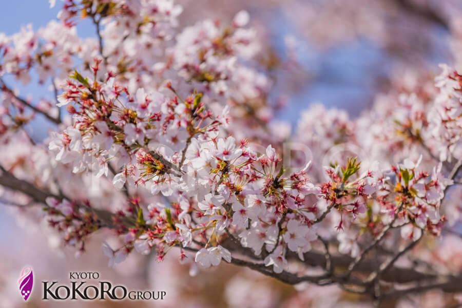 嵐山　桜