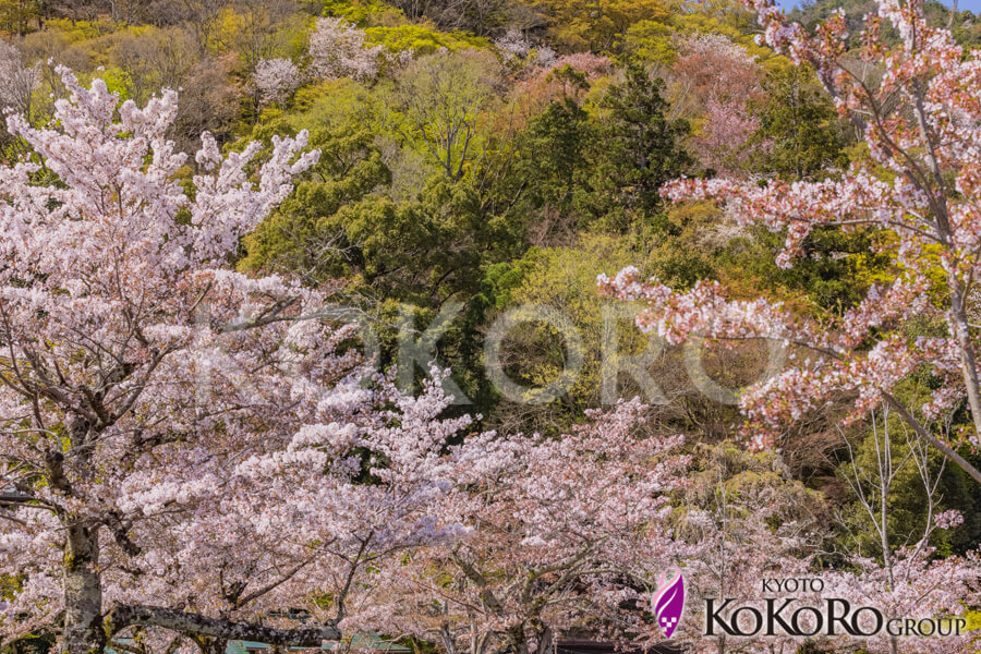 嵐山　桜