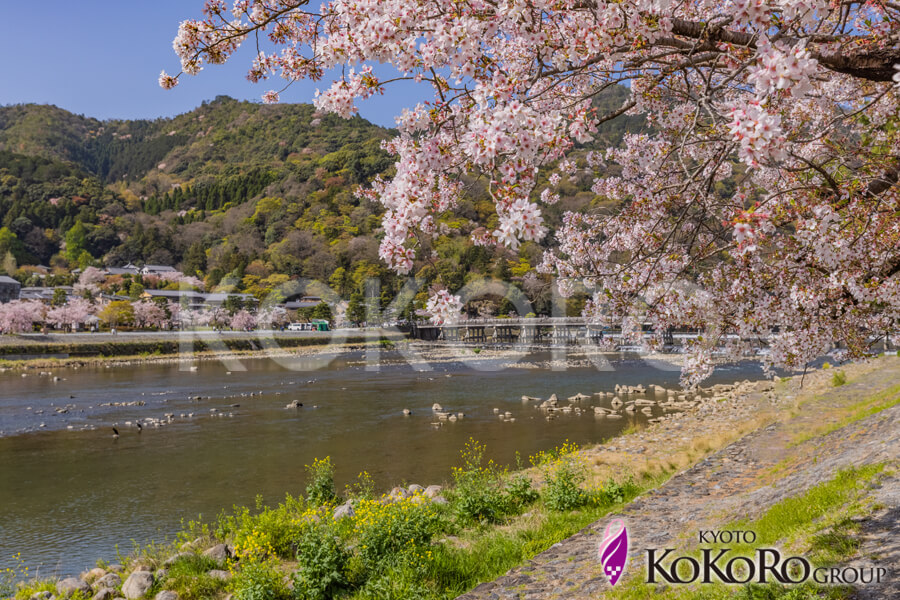 嵐山　桜