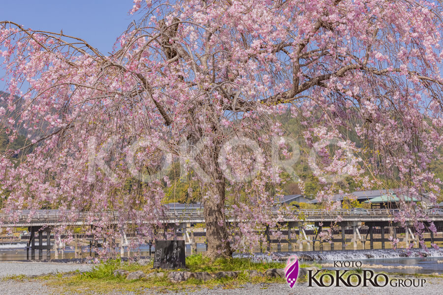 嵐山　桜