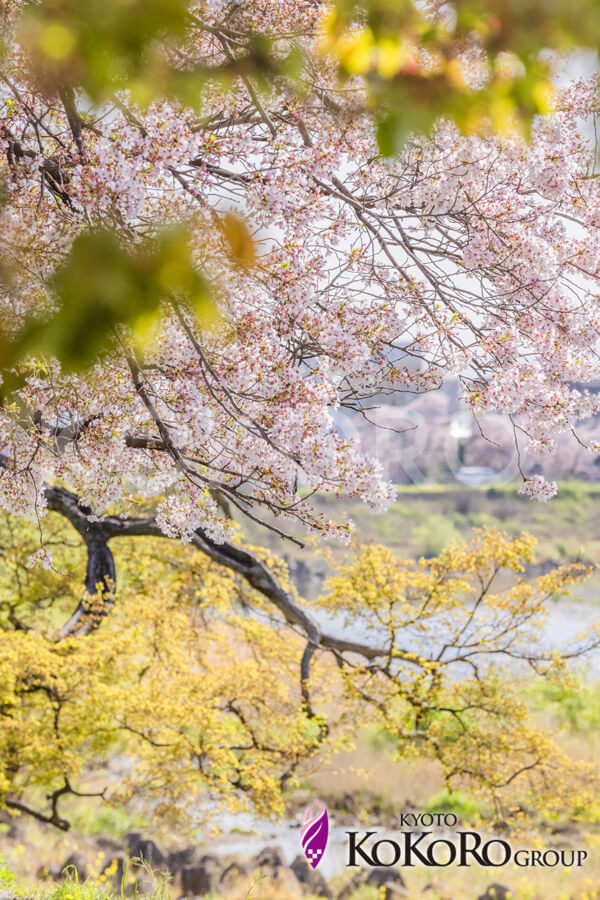 嵐山　桜
