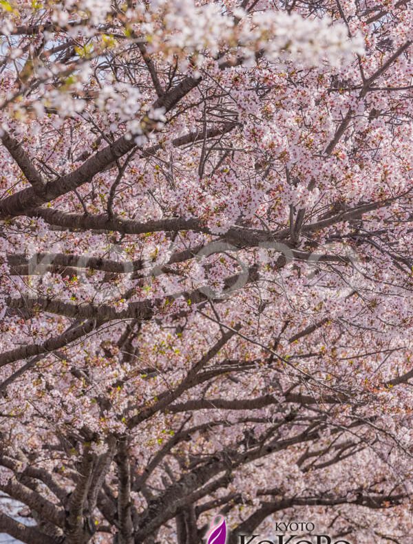 嵐山　桜