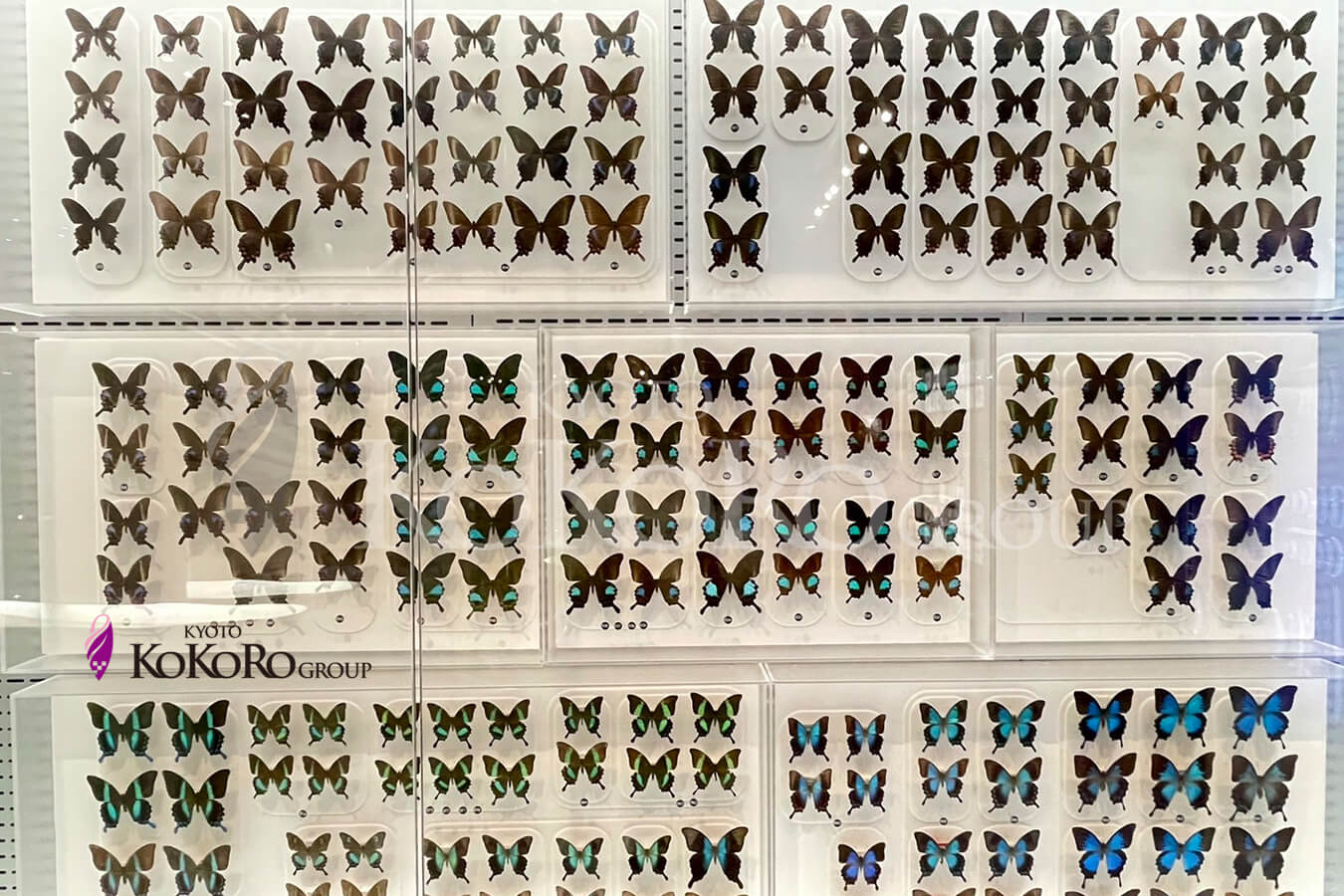 国立科学博物館