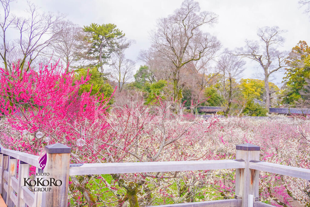 北野天満宮　梅の庭