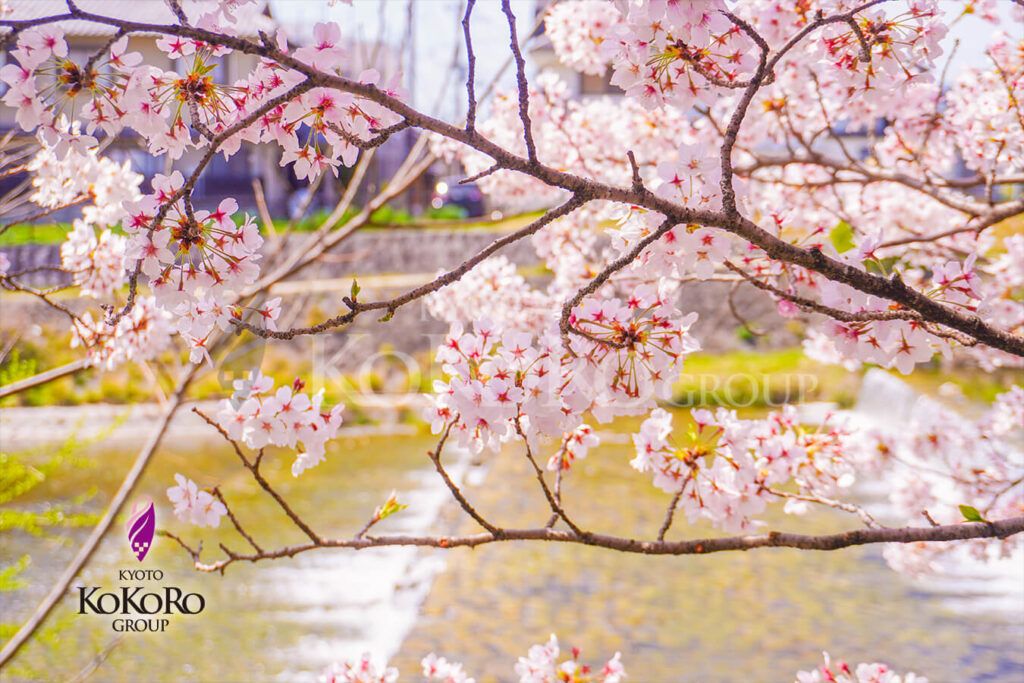 鴨川桜