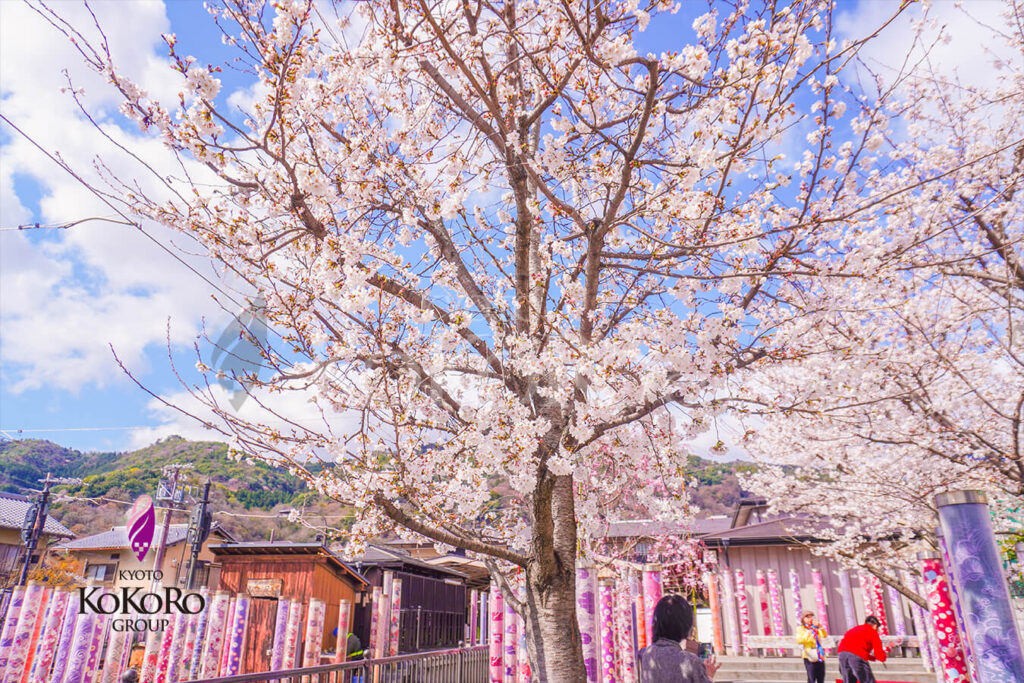 嵐山桜